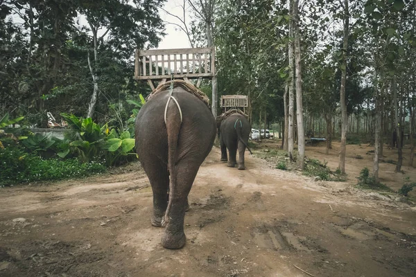 Los elefantes tailandeses tienen asientos para que los turistas se sienten y observen la naturaleza, esperando el servicio frente al campamento de elefantes. . —  Fotos de Stock