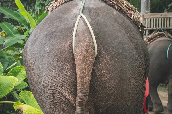 Parte posterior de un elefante contra un fondo de pared rosa. El mamífero ondea su larga cola con su espalda a la cámara . —  Fotos de Stock