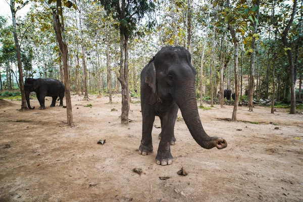 several domestic Indian elephants walk among the trees in the elephant farm in Luang Prabang. Laos.