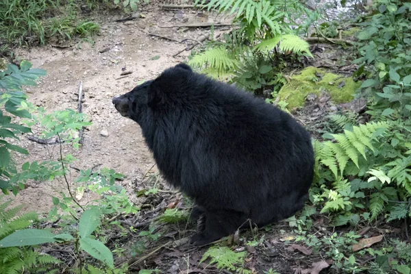 Urso negro asiático Ursus thibetanus também conhecido como o urso da lua e o urso de peito branco relaxante no zoológico — Fotografia de Stock