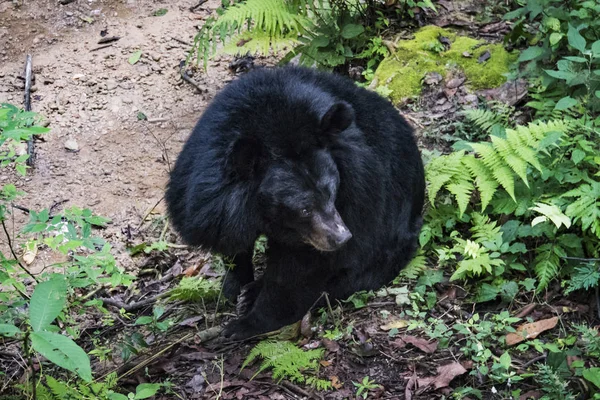 Himájský černý medvěd stojící — Stock fotografie