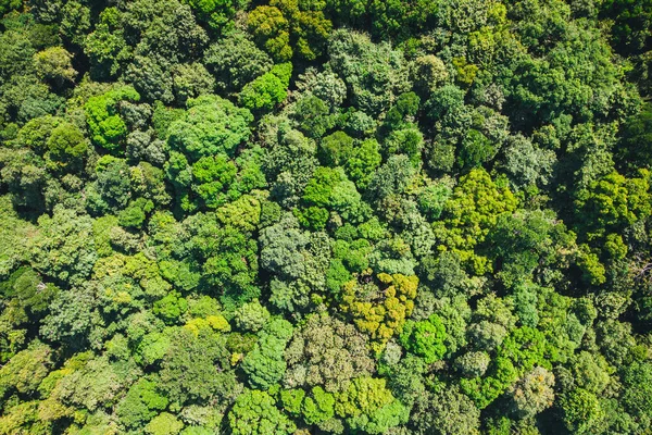background is green from jungle or rainforest. Aerial top view forest, Texture forest view from above.