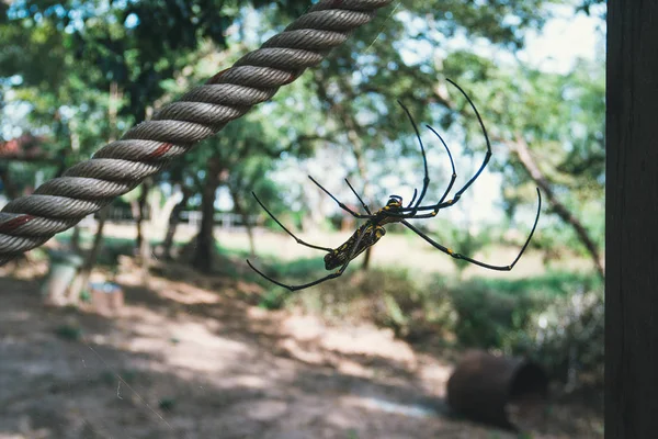 Černý a žlutý barevný pavouk je vyfotografován zblízka, černá vdova pavouk, obrázková fotka, přírodní pozadí, barevný velký pavouk v přírodě, pavoučí a pavoučí Web — Stock fotografie