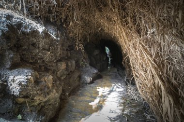 Kayalık taşlardan ve yeşilden yapılmış doğal galeri. Gizli mistik dar yol mağarayı daraltacak. Ein Gedi - Doğa Rezervi ve Milli Parkı, İsrail. Turistik. Taşlardan ve kuru otlardan sokak.