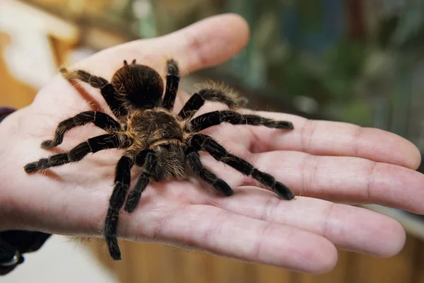 Grote zwarte spin op de Palm van een Mans hand. Een man met een spin Tarantula. — Stockfoto