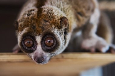güzel Yavaş Loris. slow loris şimdi dünyanın en çok nesli tükenmekte olan primatlar arasında onun zalim hayvan pazarlarında evcil hayvan olarak satmak için vahşi alınan