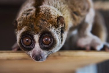 beautiful Slow Loris. slow loris is now among the world top 25 most endangered primates its taken from the wild to sell as pets at cruel animal markets clipart