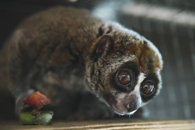 güzel Yavaş Loris. slow loris şimdi dünyanın en çok nesli tükenmekte olan primatlar arasında onun zalim hayvan pazarlarında evcil hayvan olarak satmak için vahşi alınan