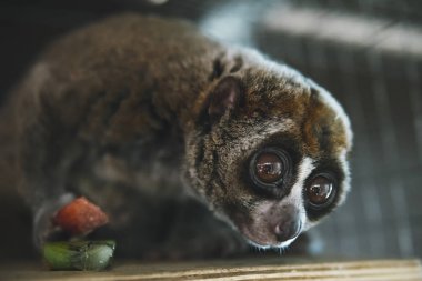 beautiful Slow Loris. slow loris is now among the world top 25 most endangered primates its taken from the wild to sell as pets at cruel animal markets clipart