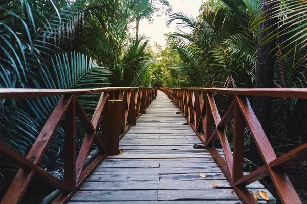 Wooden bridge over the rainforest in Southeast Asia