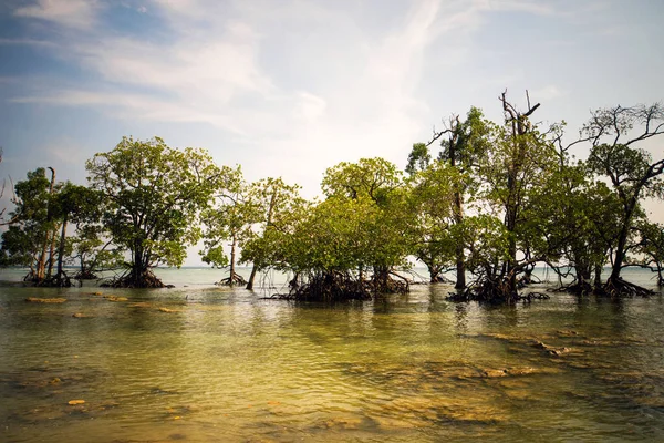 Playa tropical con arena blanca, yucas y cocoteros . — Foto de Stock