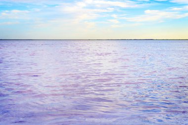 Batı Avustralya 'daki renkli Pembe Tuz Gölü' nün manzaralı manzarası. Mavi gökyüzü, ufuk çizgisi, kopyalama alanı. Pembe Göl, Kızıl Göl. Burlin Gölü. Çekici yarovoye. Altai Krai. Rusya