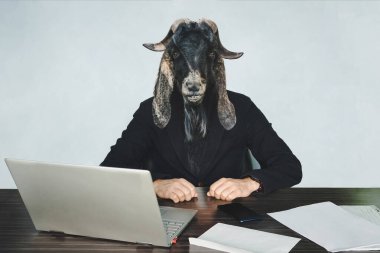 male businessperson or worker coder with head of a black goat on a blue background in office at Desk. A malicious employee. The concept of aggressive government or officialdom. An evil official. clipart
