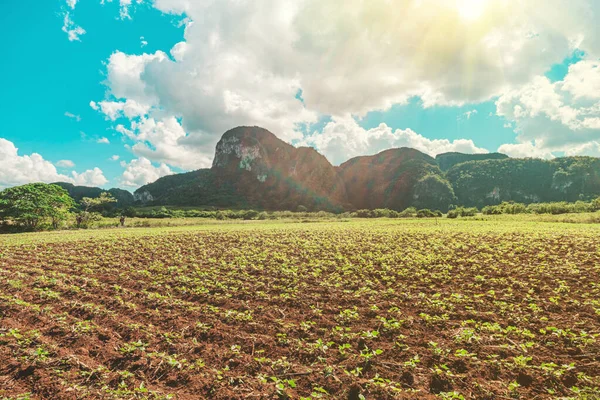 Green large area with tobacco plantation and some little houses in Valle del Silencio, in Vinales, Cuba, on a sunny beautiful day. — Stock Photo, Image