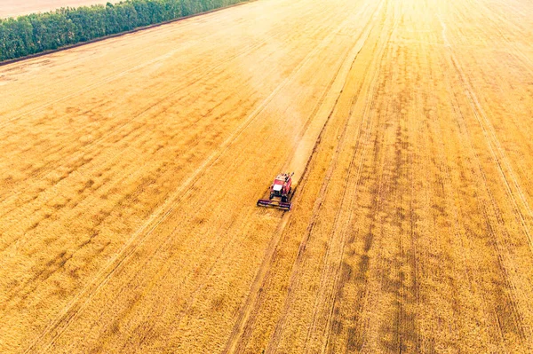 Landbouwmachine Oogsten Gewas Velden Oogsten Herfst Ochtend Bij Zonsopgang Agribusiness — Stockfoto