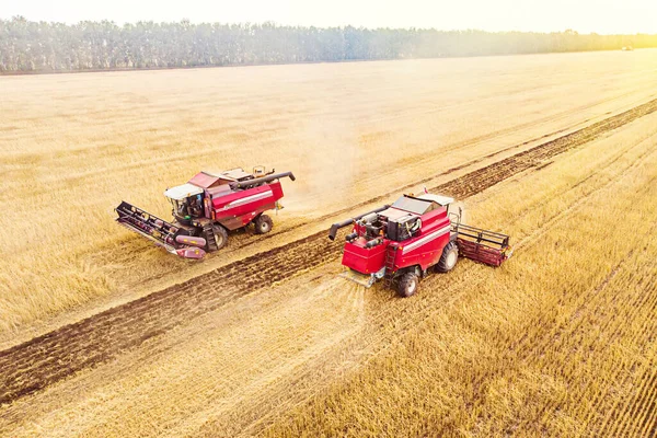 Landbouwmachine Oogsten Gewas Velden Oogsten Herfst Ochtend Bij Zonsopgang Agribusiness — Stockfoto