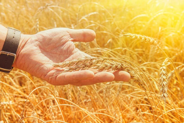 Crop protection. Cultivated agricultural wheat field. Sun light, backlit. Wheat ears in man\'s hands. Harvest, harvesting concept, Young farmer in field touching his wheat ears.
