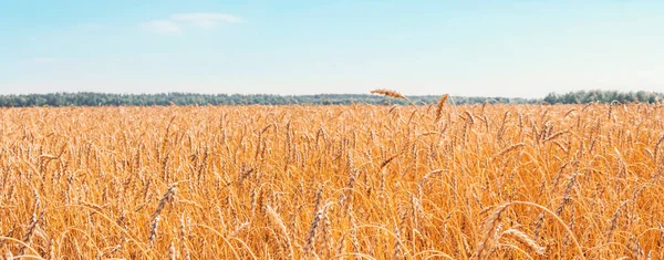 穀物の栽培 黄色の植物と青空と美しい田園風景 野の小麦だ ロシアのアルタイ地方の農業 豊かな収穫の概念 パノラマ写真 — ストック写真