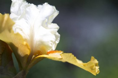 Güzel çiçekler bir iris. Güzel süsen yeşil zemin üzerine. Iris bitki bahar bahçe çiçek.