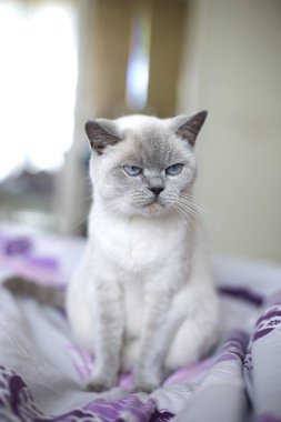 İngiliz beyaz kedi. İngiliz kedi (mavi renk nokta). Mavi gözlü İngiliz beyaz kedi