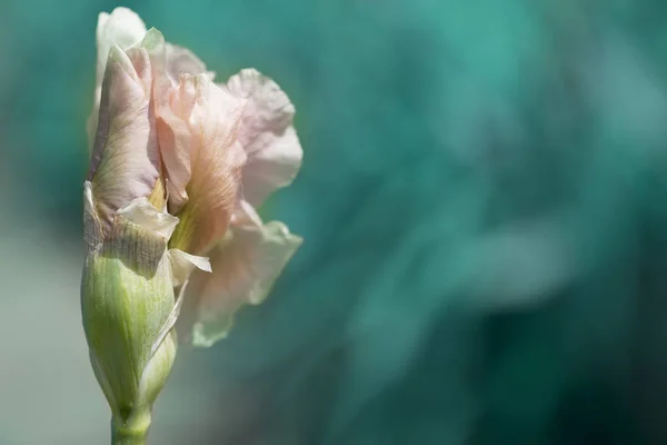 Hermosas Flores Iris Hermosos Iris Sobre Fondo Verde Una Planta — Foto de Stock