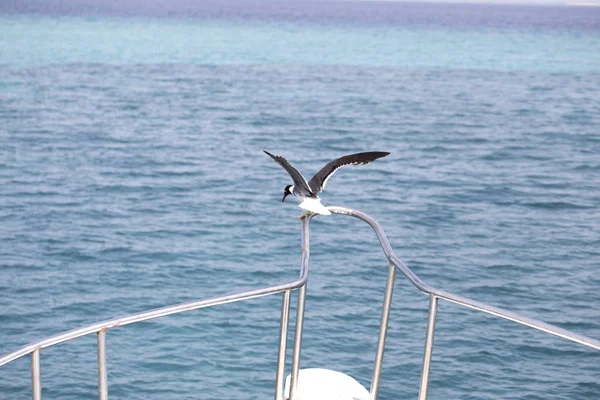 Gull Yacht View Red Sea Seagull Yacht — Stock Photo, Image