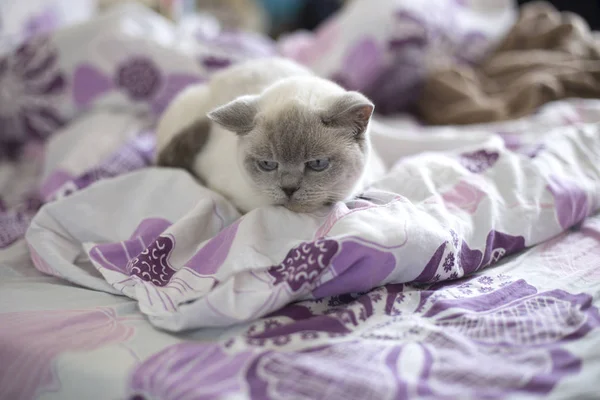 Gato Blanco Británico Gato Británico Color Blue Point Gato Blanco — Foto de Stock