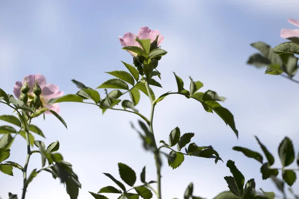 Rosenblüten Nahaufnahme Frühlingsblume Von Rosa Rose Nahaufnahme Einer Rosafarbenen Frühlingsblume — Stockfoto