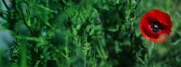 Coquelicot Rouge Sur Champ Mauvaises Herbes Vertes Fleurs Pavot Fermer — Photo