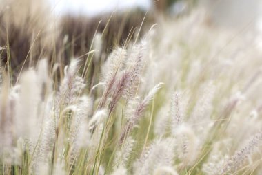 Alan bitkiler. Spikelets.Small beyaz spikelets aç alanında