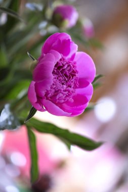 Yakın çekim Şakayık Çiçeği. Pembe şakayık çiçeği. Yakın çekim. Bokeh aydınlatma ile masada cam vazoda hoş peonies grup. Romantik çiçek 