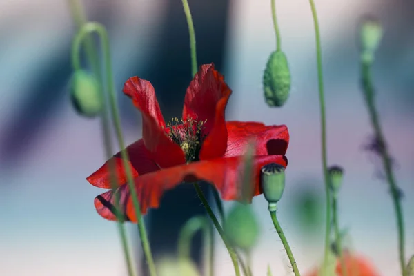 Vlčí Mák Zelené Plevele Pole Makové Květy Zblízka Máku Hlavy — Stock fotografie