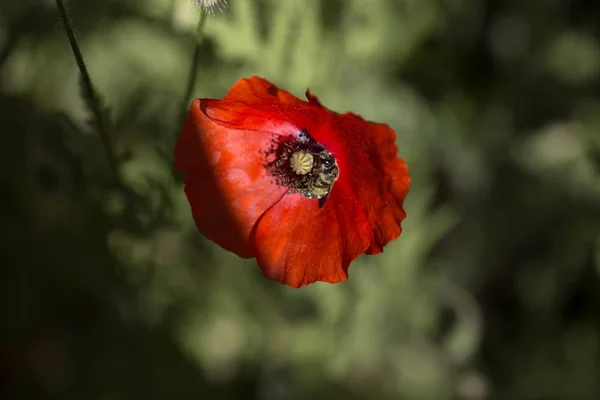 Röd Vallmo Med Honey Bee Vallmo Blommor Närbild Vallmo Huvud — Stockfoto