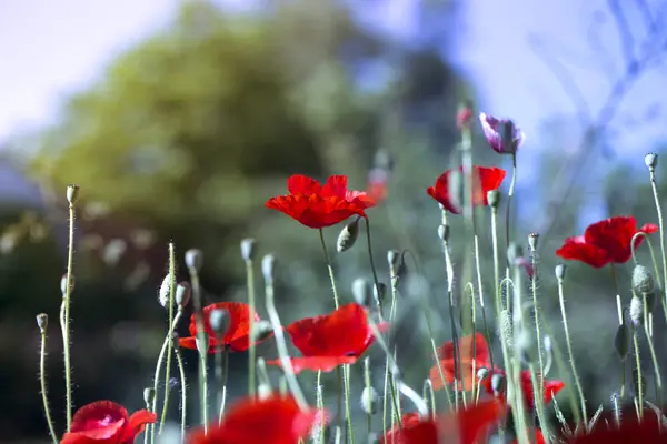 Papoula Vermelha Campo Ervas Daninhas Verdes Flores Papoula Feche Cabeça — Fotografia de Stock