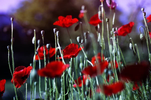 Yeşil Otlar Alan Kırmızı Poppy Haşhaş Çiçekleri Haşhaş Baş Yukarı — Stok fotoğraf