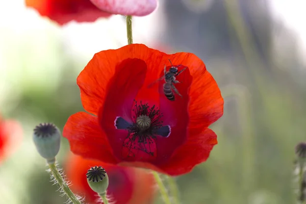 Coquelicot Rouge Avec Une Abeille Domestique Fleurs Pavot Fermer Tête — Photo