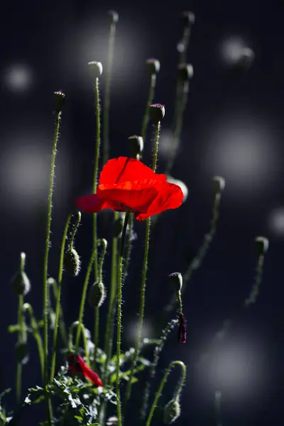 对绿色杂草场的红色罂粟 罂粟花 关闭了罂粟的头 红色的罂粟花 红色的罂粟花字段 野罂粟虞美人 — 图库照片