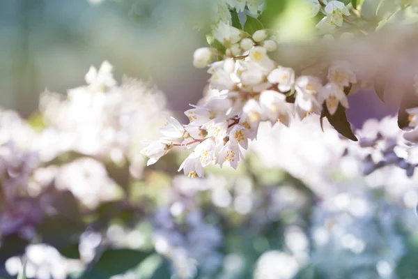 Fleurs Blanches Été Fleurissent Meadowsweet Branche Fleurs Blanches Des Bourgeons — Photo