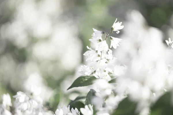 Summer white flowers bloom. Meadowsweet. Branch white flowers. White buds. White flowers blurred background. White flowers bloom in summer