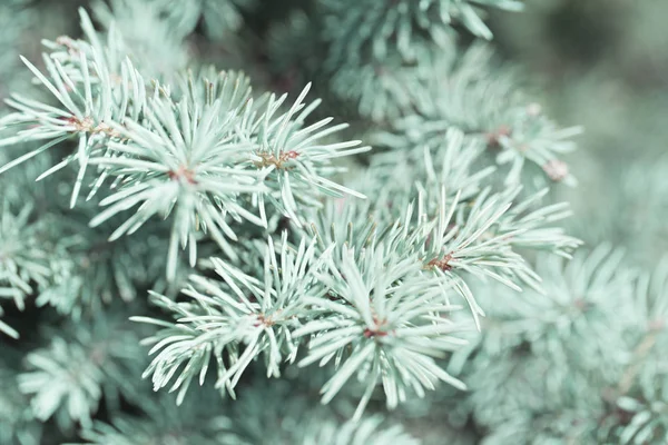 Blue spruce in the forest, Background & Textures. Branches of blue spruce