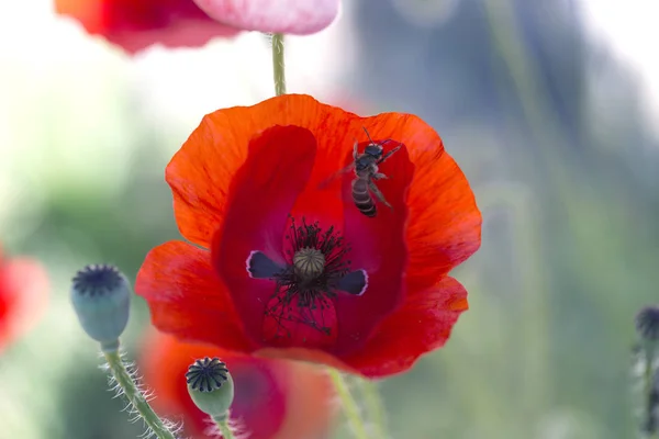 Coquelicot Rouge Avec Une Abeille Domestique Fleurs Pavot Fermer Tête — Photo