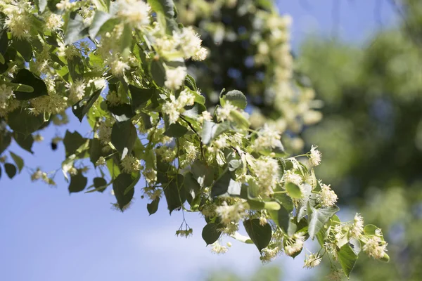 Blossoming linden tree. Linden tree in blossom. Nature background.