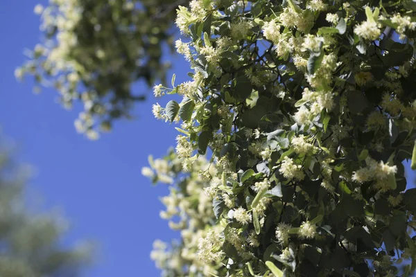 Blossoming linden tree. Linden tree in blossom. Nature background.