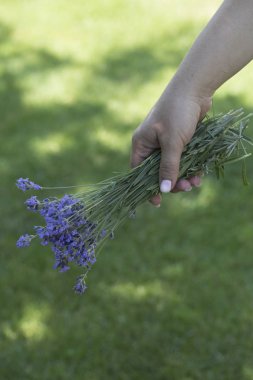 Çiçekler doğada fotoğrafı elinde tutan kız. Lavanta çiçekleri buketi tutan kadın 