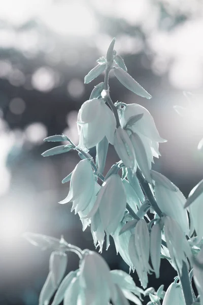 装飾的なユッカ植物 ユッカの花 ブッシュ大統領ユッカ咲く ユッカ咲く茂み ガーデニングのテーマ — ストック写真