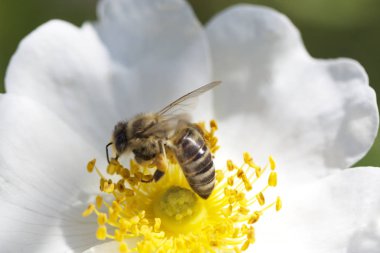 Bahar (yaz) gül çiçeği ve arı. Çiçekteki arı.. 