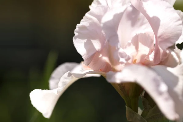 Όμορφα Λουλούδια Της Ίριδας Μιας Όμορφη Ίριδες Πράσινο Φόντο Ένα — Φωτογραφία Αρχείου