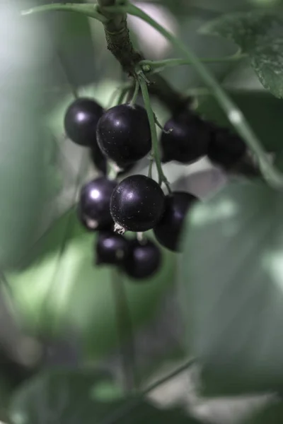 Schwarze Johannisbeeren Auf Dem Strauchzweig Garten Ernte Der Schwarzen Johannisbeeren — Stockfoto