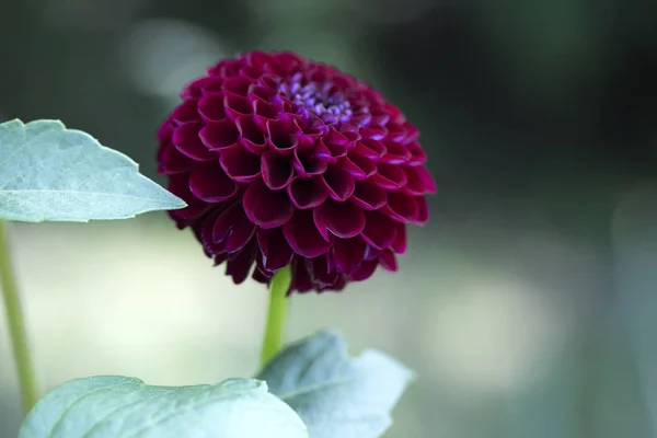 Flower Dahlia Dekorative Karma Choc Garden Blurred Natural Background Close — Stock Photo, Image