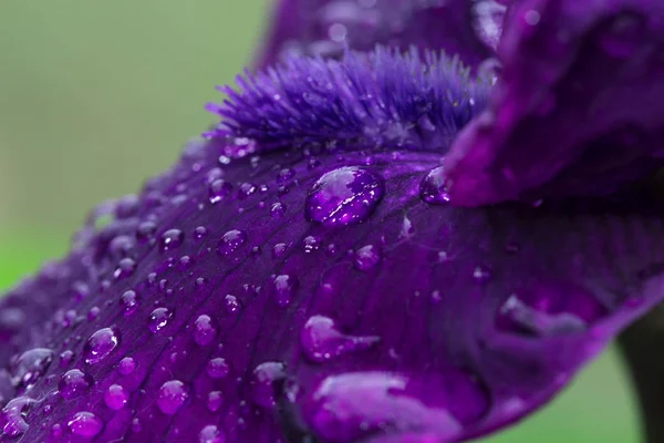 Gotas Chuva Uma Pétala Íris Íris Florescendo Brilhante Após Gotas — Fotografia de Stock